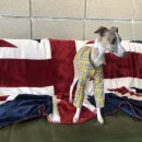 케어독 하우스 이미지