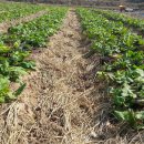 속리산농장 이미지