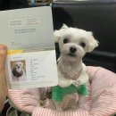 펫클라우드 | 완도실버클라우드 펫룸 솔직후기, 애견동반제주배타고 강아지와 제주살이