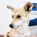 달리포유 이미지