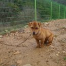 일진흑염소 이미지