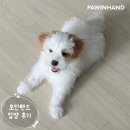 1886 | [❤️입양후기❤️] 1886. 뽀또🐶