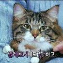 고양이의 보은 이미지