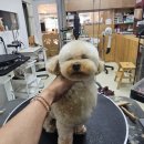 퍼피짱 대도점 이미지