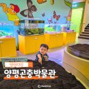 꽃무지어린이집 | 덥고 비오는 날 추천하는 양평 실내 나들이 곤충박물관