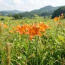 지리산흑돼지촌마을 | 60대 여름휴가 어디로 갈까? 여름꽃과 계곡이 함께했던 전국 힐링 명소 BEST 10 체험형 리얼후기