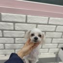 모찌펫살롱 이미지