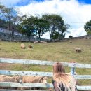 해성목장 | 남해 여행 코스 추천,상상 양떼 목장