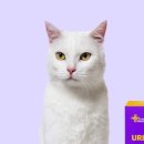 벨라 그루밍 이미지