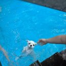 카페 개떼 이미지