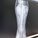 24시 황금동물의료센터 | 대구 수성구 동물병원 11살 노견 강아지 건강검진 24시 황금동물의료센터