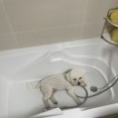 딩가댕댕 이미지