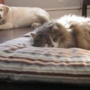 강아지집 이미지