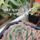 닮은꼴 그래도 SP 이미지