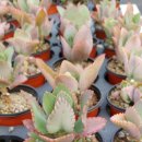 번창농장 이미지