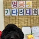 멍뭉유치원 이미지