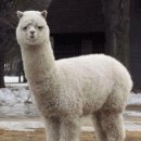 언니네 애견미용실 이미지