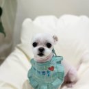 까까뿌숑 이미지