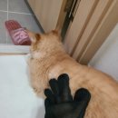 빗질해줄개 이미지