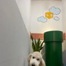 개털깎는마리오 이미지