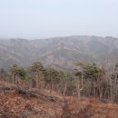 금강임업
