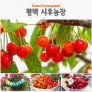 하금농장 | 평택 아이와 가볼만한곳 놀거리 시후 체리 체험 농장 6월 국내여행