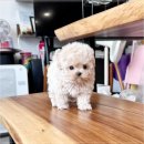 아이러브강아지 이미지