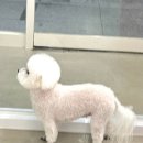 예쁘개 | 동탄애견미용샵)오늘도 예쁘개에서 반려견 미용한 후기!