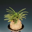 청야농장 이미지