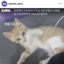 부산 모 회사에서 직원이 아기고양이 새벽 3시부터 6시까지 엄청 고문하고 학대함.. (빡침주의) 이미지