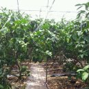 수하우스 이미지