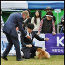한국참피온 Daum카페