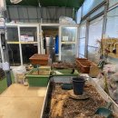 꽃내린영농조합법인 | 부산식물쇼핑 꽃시장 미래화훼단지 봄맞이 식물쇼핑 주말나들이 추천 코스