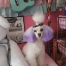 피카소동물병원 이미지