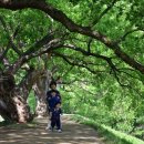 파래소민박 | 100. 운문산자연휴양림 & 신불산폭포자연휴양림_2015.05