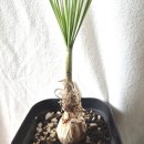 수원-0943 이미지