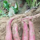 어부네농장 이미지