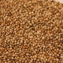 들깨나라 이미지