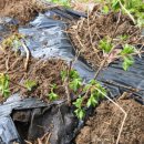 산나물농장펜션 이미지