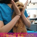 더조은 동물의료센터 이미지