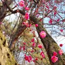 용봉동엘리체아파트경로당 | 산수유홍매백매화 활짝