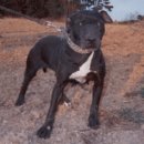 502 KENNEL 이미지