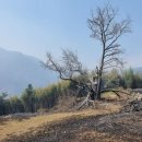 은행청과 이미지