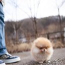 탑클래스 퍼피 이미지