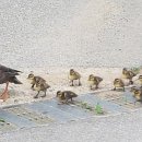 오늘따라청둥오리 이미지