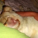 나의 반려견 이미지