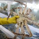 먹자대게 이미지