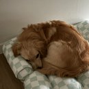 옐로우 켄넬 이미지