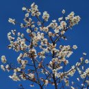 봄소식 전하는 매화꽃의 향기. 이미지