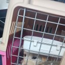 강아지마을펫택시 | 🐶 아기 강아지 첫 단독 외출! 남양주→용인 펫택시 솔직 후기 🚕💨